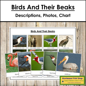 Animal Adaptation - Birds and Beaks