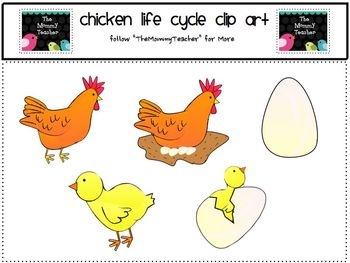 Chicken Life Cycle Clip Art