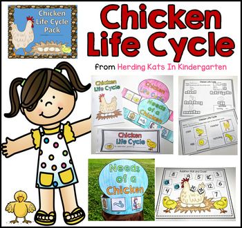 Chicken Egg Life Cycle