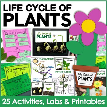 Life Cycle of Plants {20 Activities & Foldable Flower Proj