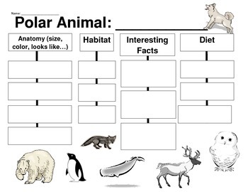 Polar Animal Graphic Organizer