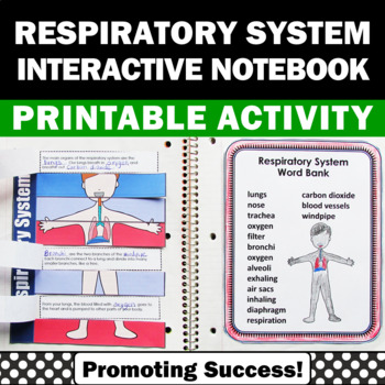 respiratory system teacherspayteacher.com/store/promoting-success